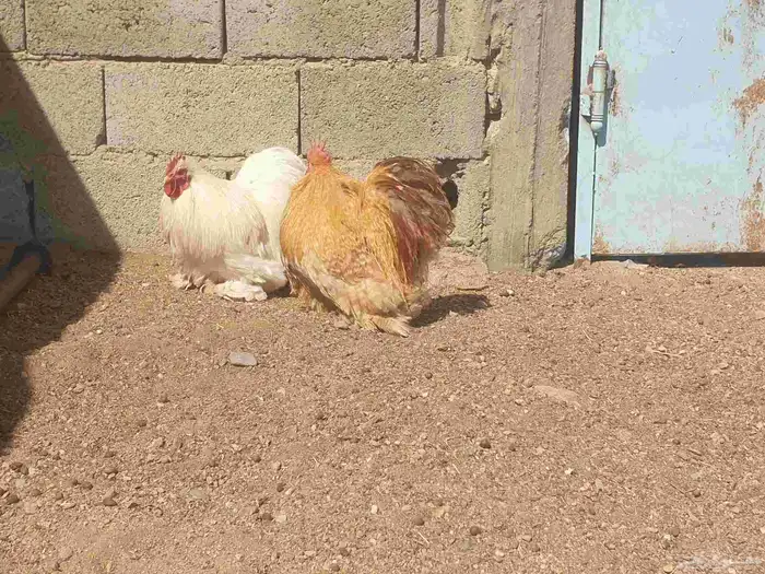 دجاج كوشن تب 2