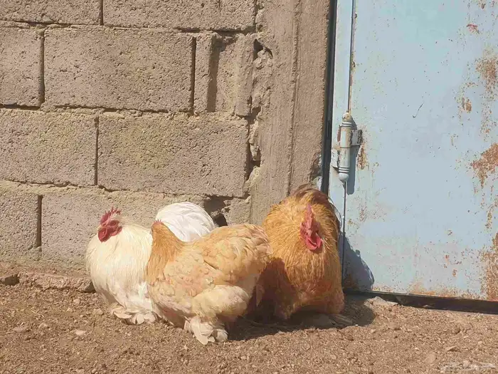 دجاج كوشن تب 4