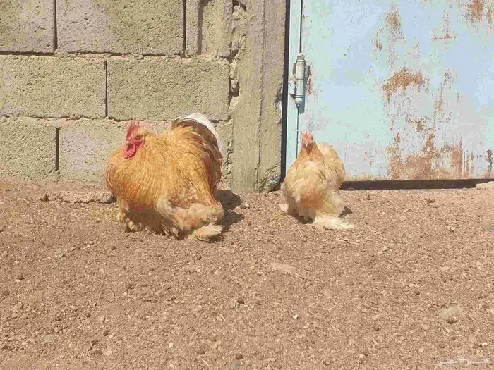 دجاج كوشن تب 0