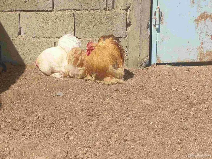 دجاج كوشن تب 1