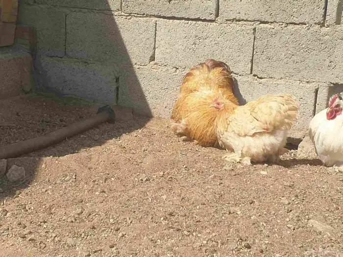 دجاج كوشن تب 3