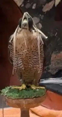 صقرا مفقود 1