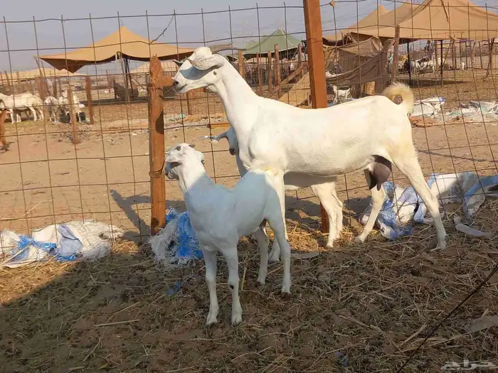 عنز بيشية صنف الصنف متاومة تحتها جفرة وتيس 1