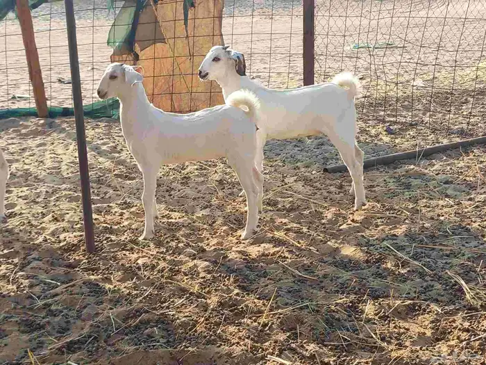 عنز بيشية صنف الصنف متاومة تحتها جفرة وتيس 2