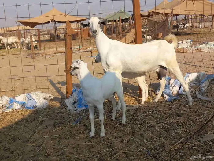 عنز بيشية صنف الصنف متاومة تحتها جفرة وتيس 0