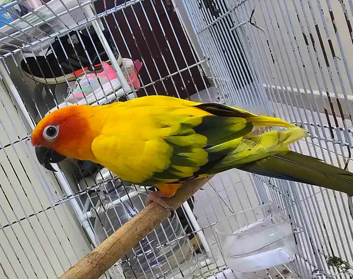 ذكر صن كنيور 2