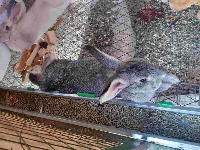 أرانب أناث جروم طيبه 0