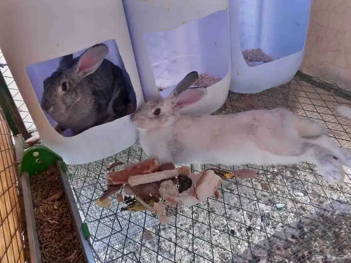 أرانب أناث جروم طيبه 1