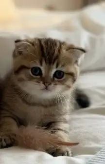 قط سكوتش تايقر 2