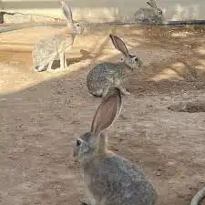 طيور محميه نوادر 4