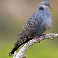 طيور محميه نوادر 0