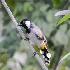 طيور محميه نوادر 1