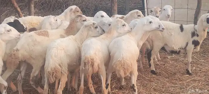 رخال رفيدي 1