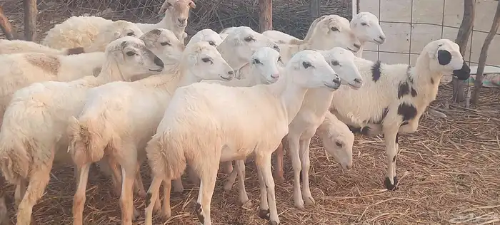 رخال رفيدي 2