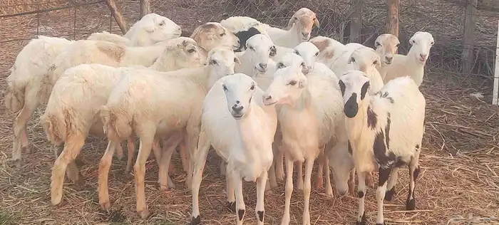 رخال رفيدي 0