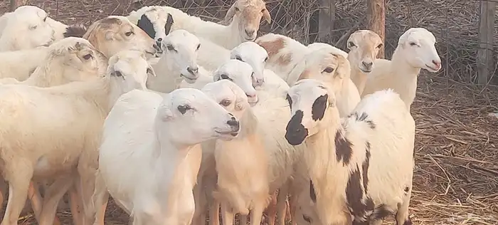 رخال رفيدي 3