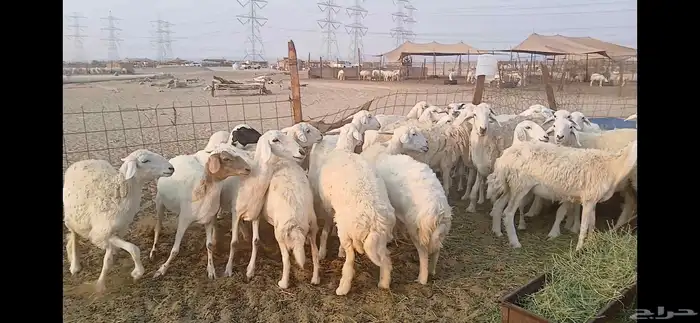 حريات دفيع شرط العدد 35 راس 8