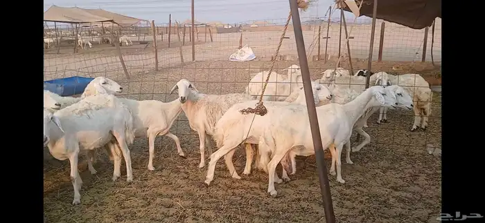 حريات دفيع شرط العدد 35 راس 5