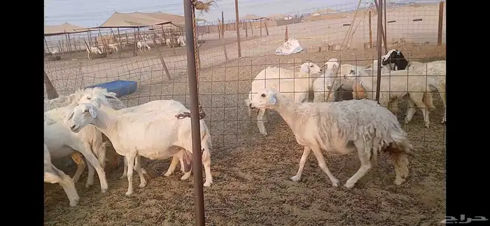 حريات دفيع شرط العدد 35 راس 4