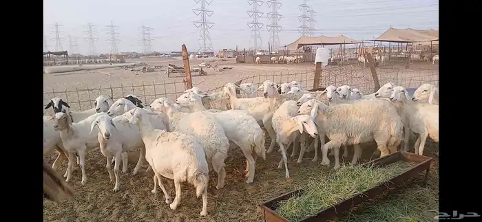 حريات دفيع شرط العدد 35 راس 6