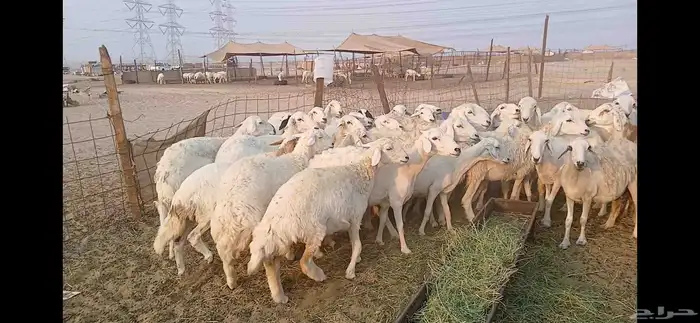 حريات دفيع شرط العدد 35 راس 7