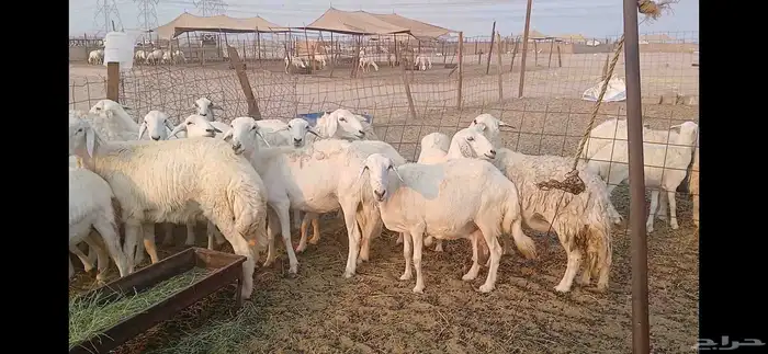 حريات دفيع شرط العدد 35 راس 2