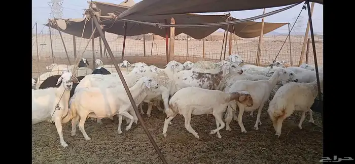 حريات دفيع شرط العدد 35 راس 1