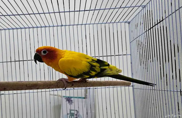 ذكر صن كنيور 3