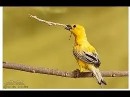 طيور محميه نوادر 5