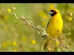 طيور محميه نوادر 6