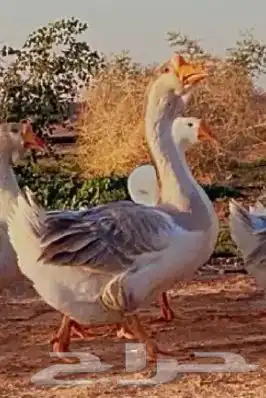 جوز وز تولوز وذكر وز روسي نوادر 2