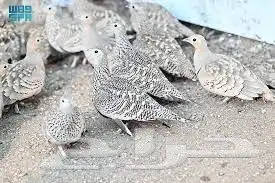 طيور محميه نوادر 3