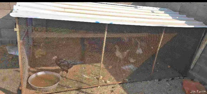 شبوك للبيع 6