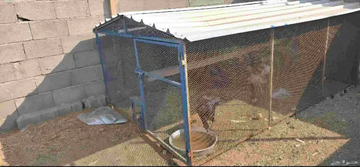 شبوك للبيع 1