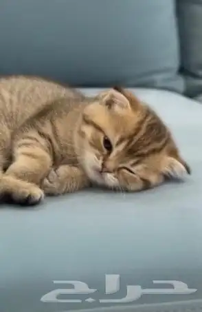 قط سكوتش تايقر 1