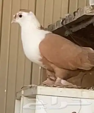 زوج لبناني نضيف وعلى السوم الموقع مليجه ومبيض 0