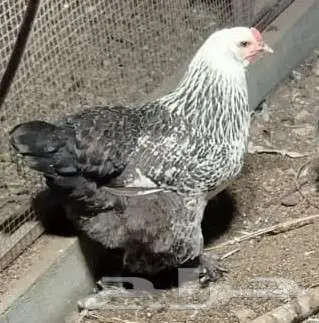 للبيع مجموعة براهما   فرصة ما تتكرر 0