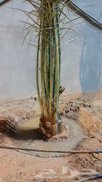 نقوم بتوريدجميع انواع انخيل العربي ولواشنطني ازينه 8