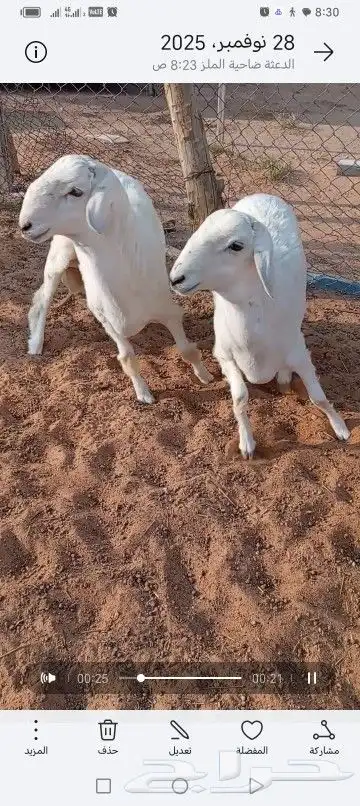 خرفان حريات مغلقات شحم صنف وجبر ستة أشهر وفوق 1