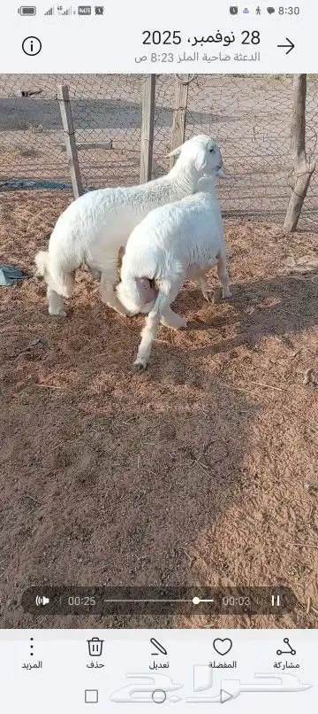 خرفان حريات مغلقات شحم صنف وجبر ستة أشهر وفوق 0