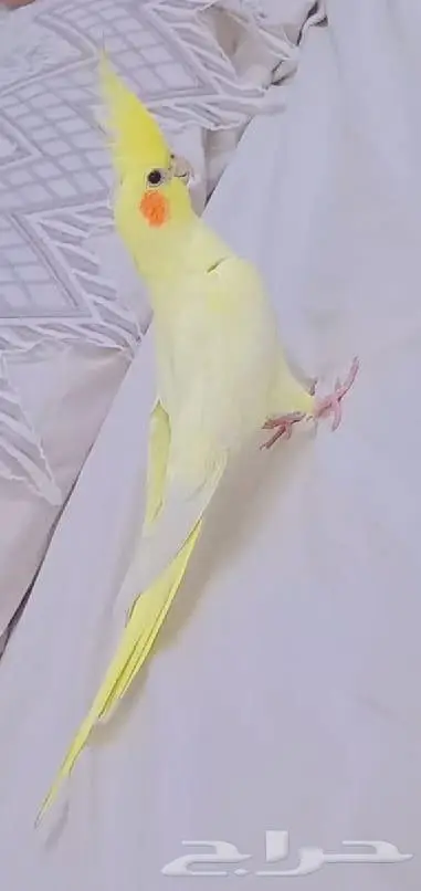 طير كروان للبيع 2