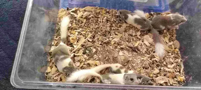 الموقع البوالي بانحراء قريش جده 6