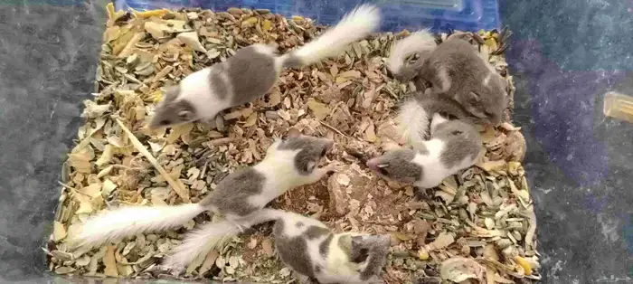 الموقع البوالي بانحراء قريش جده 4