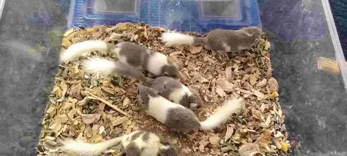 الموقع البوالي بانحراء قريش جده 5