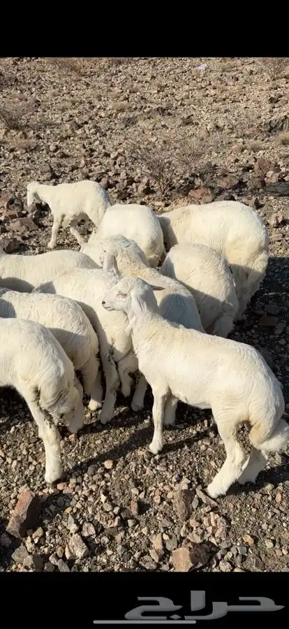 بهم تربيه العمر شهرين 1