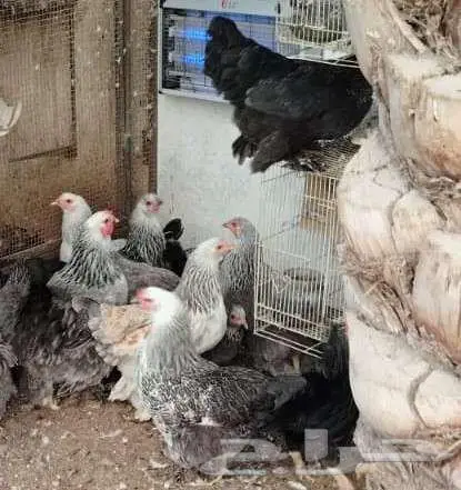 للبيع مجموعة براهما   فرصة ما تتكرر 3