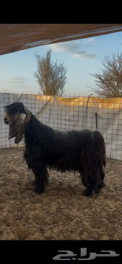 تيس عارضي مشروط 1