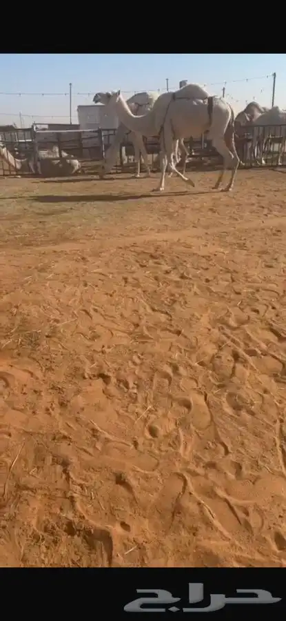 عشرا ضروبه غيثيه و منتج 0