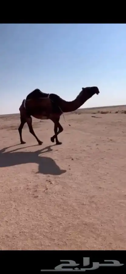 للبيع ضريبه صفرا ثنووو كفووو 0