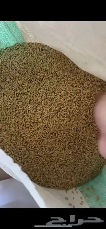 بذر شعير سداسي 1